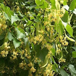 ıhlamur rezene