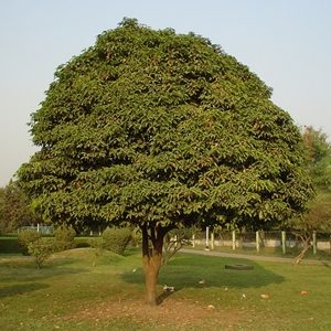 bir mango ağacı