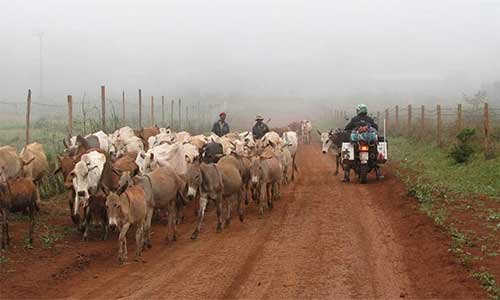 Afrika'daki Tuhaf Trafik Yasaları